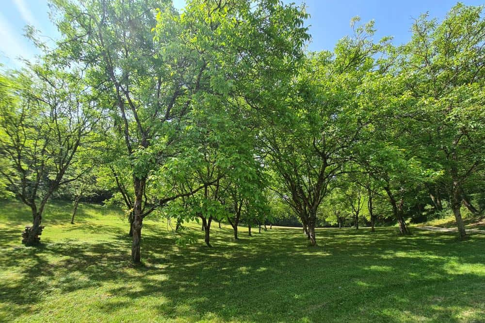 Wunderschöner grüner Obstgarten mit reifen Bäumen in La Combe de la Dame, perfekt für Natur- und Weingartenliebhaber.