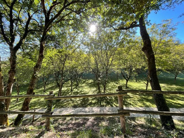 Natürlicher Waldweg in La Combe de la Dame, umgeben von grünen Bäumen.